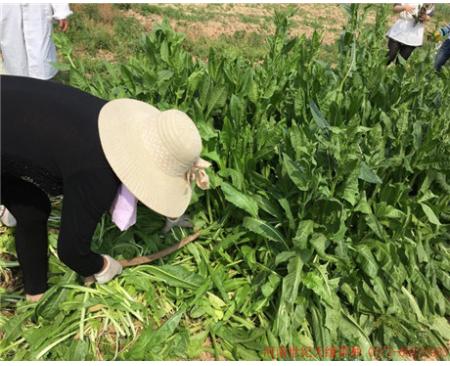 大葉菊苣(雞鴨鵝用)
