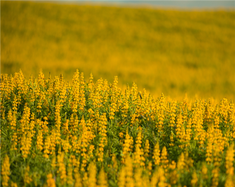 黃花羽扇豆-牧用、綠肥