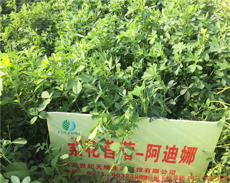 紫花苜?！⒌夏龋?-5級(jí)）
