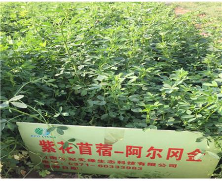 全國紫花苜?！枌穑?-3級(jí)）