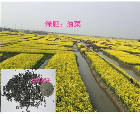 全國(guó)油菜