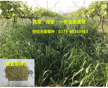 全國(guó)黑麥草