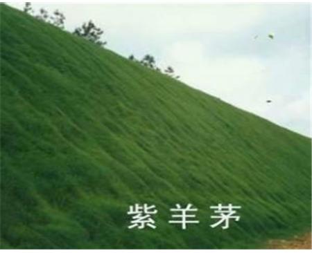 鄭州草坪草紫羊茅